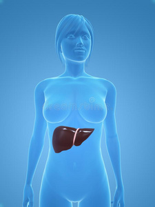 女性肝脏