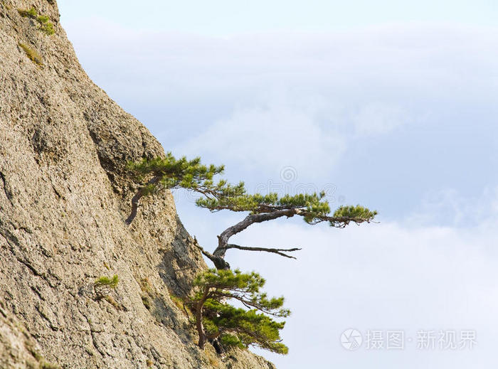 岩坡树木