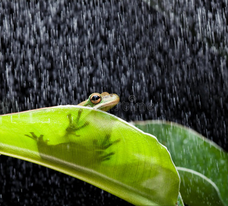 雨天青蛙