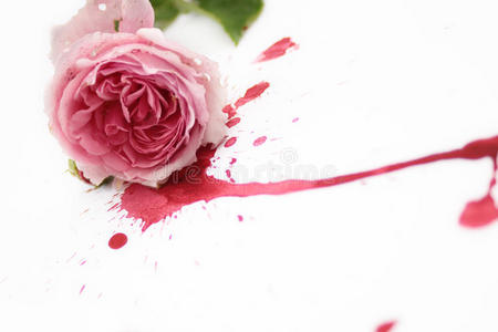 玫瑰花瓣玫瑰三蓝玫瑰在流血玫瑰和滴水宏指令红玫瑰与滴水的特写上