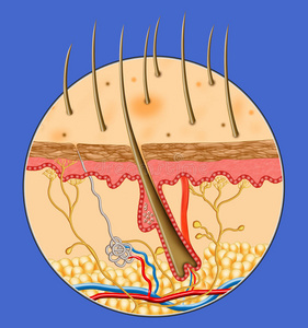 人体皮肤内部结构