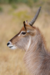 南非克鲁格公园waterbuck