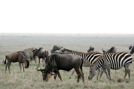 非洲坦桑尼亚塞伦盖蒂野生动物园