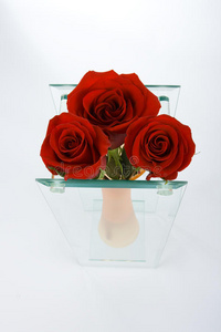 花瓶里的玫瑰花蕾