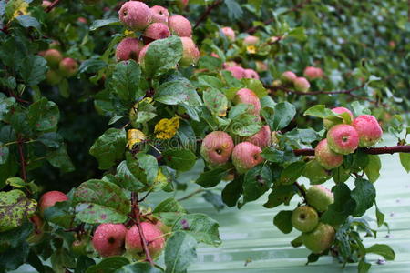 苹果农场