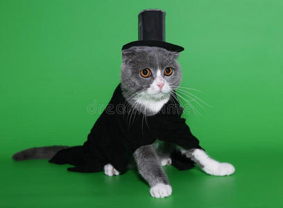 一只猫穿着礼服，戴着帽子。