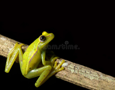 热带雨林中的绿色树蛙仰望夜空