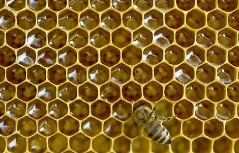 蜂巢形状图片