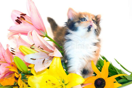 小猫和花