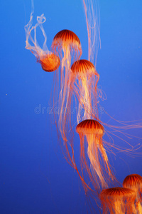 水族馆里的橙色装饰水母