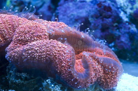 脑珊瑚
