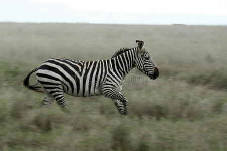 斑马赛跑塞伦盖蒂野生动物园，坦桑尼亚，非洲