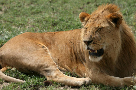 雄狮塞伦盖蒂野生动物园，坦桑尼亚，非洲