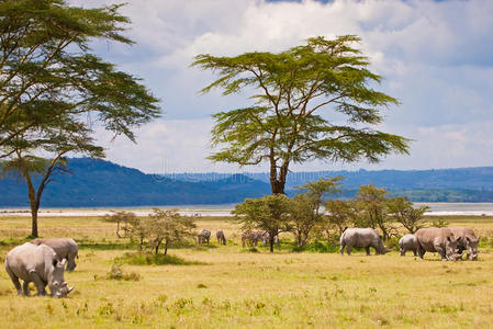 在肯尼亚巴里戈湖吃草的白犀牛