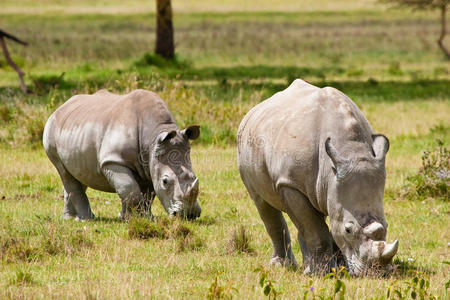 两只白犀牛在吃草