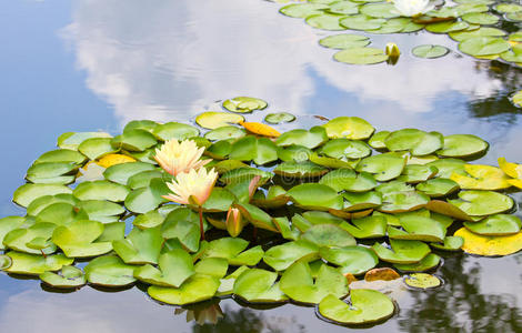 黄花菜图片