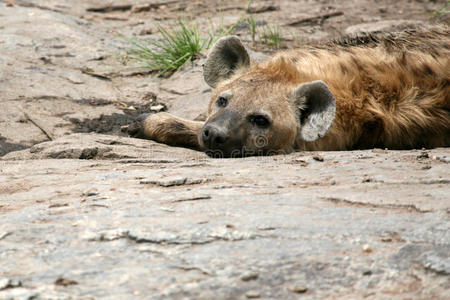 非洲塞伦盖蒂鬣狗