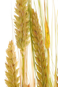 大麦穗图片图片大全