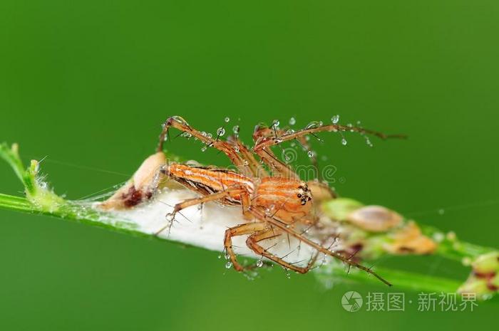 猞猁蜘蛛和他在公园的窝