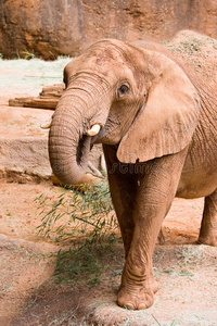 一头巨大的野生非洲象