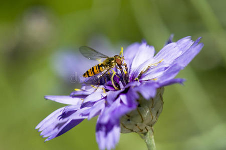 蜜蜂坐在花上