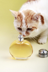 猫和香水