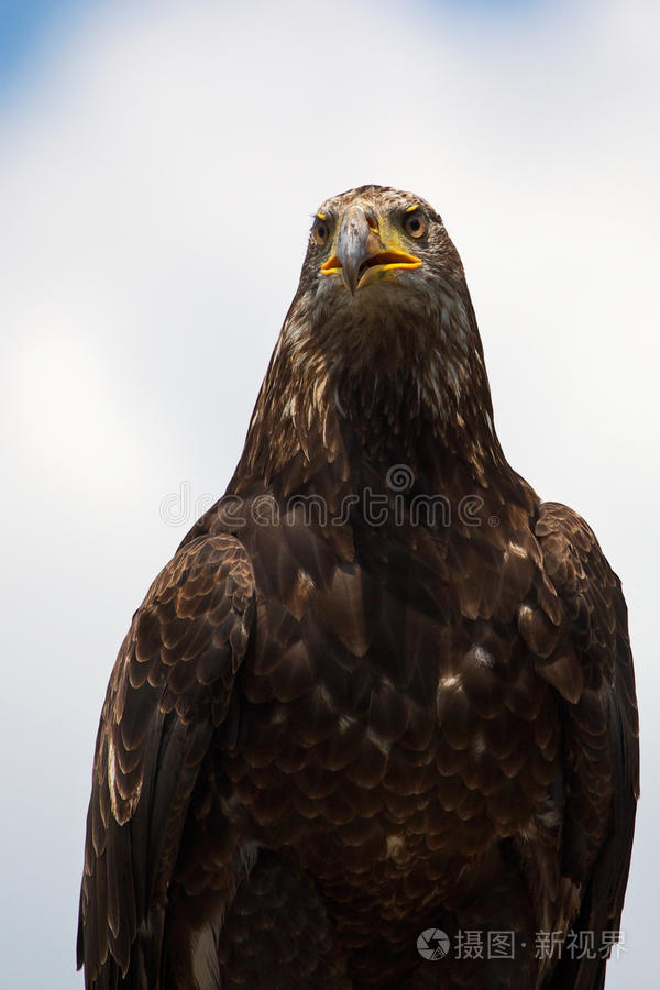 草原鹰的肖像