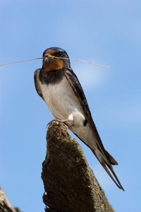 hirundo rustica，燕子