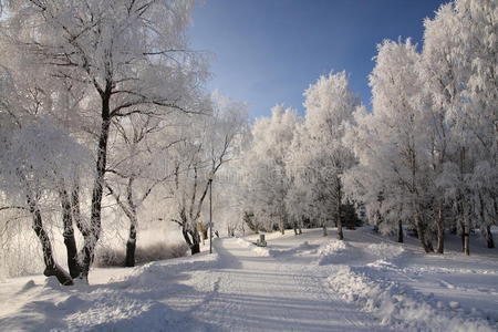 寒冷天气寒冷的天气照片