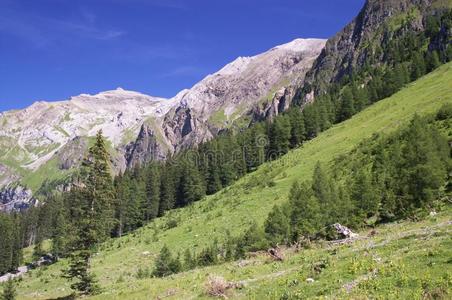 领域 全景 美丽的 阿尔卑斯山 高峰 山腰 很完美 森林