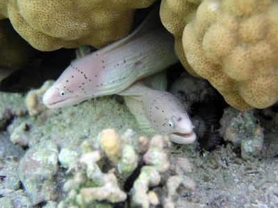 白海鳗