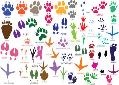 乌鸦狐狸爪印照片