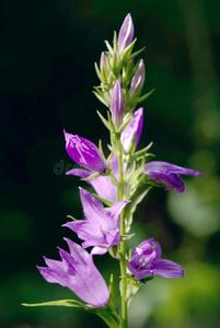 坎特伯雷钟花