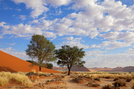草地沙丘和树木，索斯斯维莱，纳米比亚