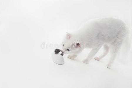 白猫看着灰白的老鼠图片