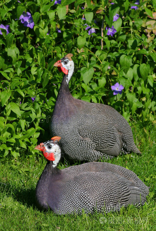 母鸡珍珠鸡在沙子里珍珠鸡三鹳两只白鹅灰鹅巢中鹤番鸭草地上的鹅查看
