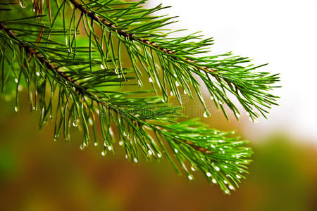 绿色多刺树枝照片