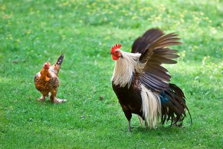 草地上的鸡和鸡