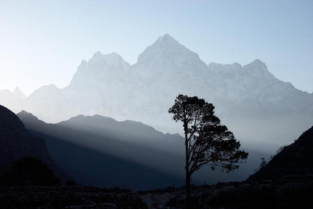 尼泊尔喜马拉雅山日出时的孤树图片