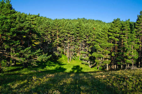 森林山腰