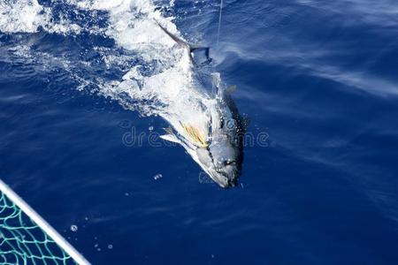 地中海蓝鳍金枪鱼捕捞与放流