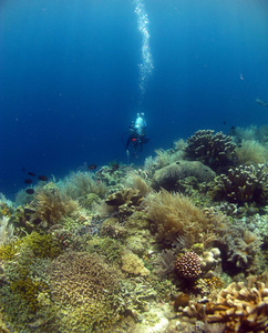 与美丽的珊瑚一起潜水