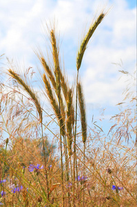成熟小麦的夏季景色。