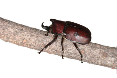 犀甲虫