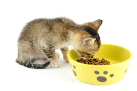 小猫吃干粮