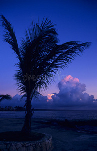 巴亚希贝海滩棕榈树上夕阳的黄昏