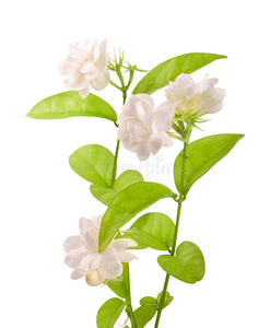 茉莉花-小径照片