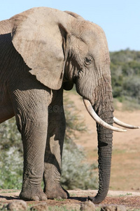 非洲象公