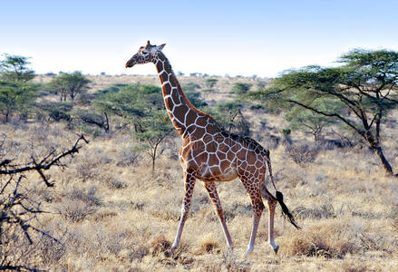 长颈鹿，肯尼亚，非洲