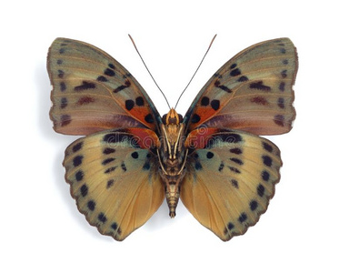 Euphaedra cyparissa底面